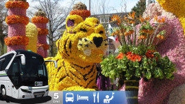 Zájazd do Holandska s návštevou korza Bloemen Corso Zájazd do Holandska s návštevou korza Bloemen Corso