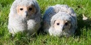 Zájazd do zlínskej ZOO a na zámok Lešná