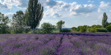 Kúpanie na Balatone, levanduľa a víno