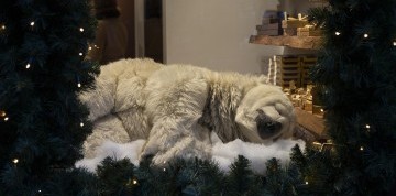 5-dňový silvestrovský zájazd do Amsterdamu