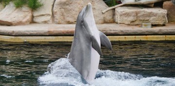 Show delfínov a ZOO v Norimbergu