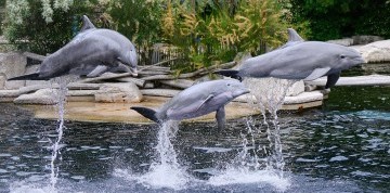 Show delfínov a ZOO v Norimbergu