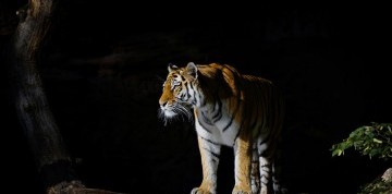 Show delfínov a ZOO v Norimbergu