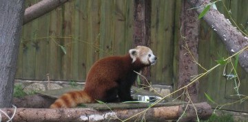 Zájazd do ZOO v Nyiregyháza