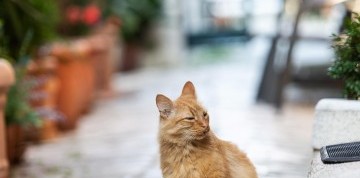 Týždeň pri Trogire s dopravou a polpenziou - Villa Jelavič 3*