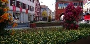 Festival chryzantém v Lahri – najkrajšie jesenné mesto Nemecka