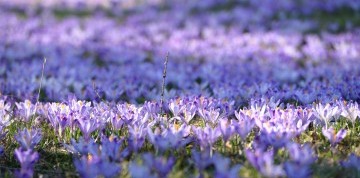 Kvitnúce krokusy v Chocholovskej doline a relax v termáloch