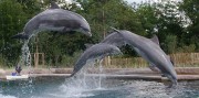 Show delfínov a ZOO v Norimbergu
