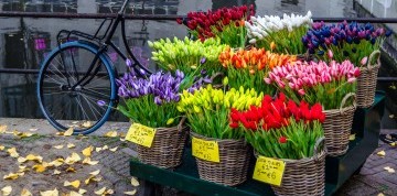 4-dňový letecký zájazd do Amsterdamu