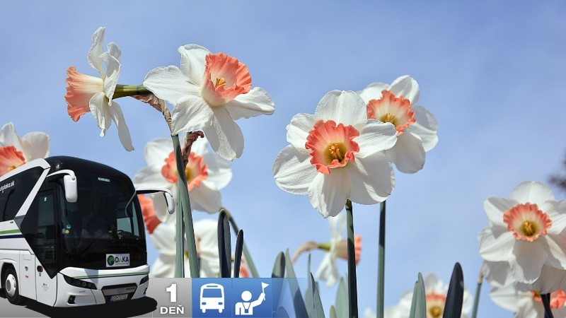 Festival narcisov s návštevou Hallstattu