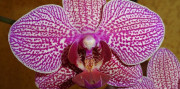 Výstava orchideí a prehliadka Viedne