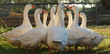 Husacie hody a skanzen v Burgenlande