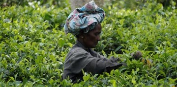 Letecký zájazd na exotickú Srí Lanku