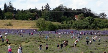 Kúpanie na Balatone, levanduľa a víno
