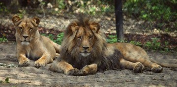 Zájazd do Brna s návštevou ZOO