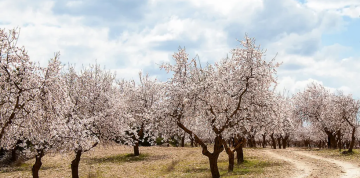 Autobusom do Lednice a na Slávnosti mandlí a vína
