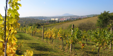 Autobusom do Lednice a na Slávnosti mandlí a vína