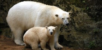 Zájazd do Brna s návštevou ZOO