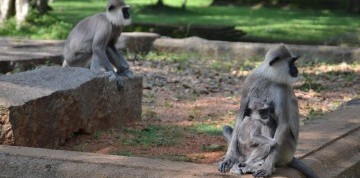 Letecký zájazd na exotickú Srí Lanku