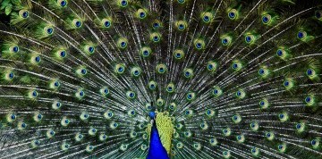 Zájazd do Brna s návštevou ZOO