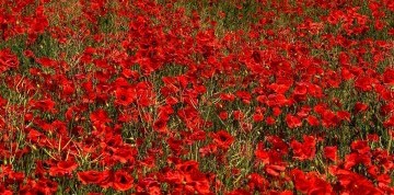 Jednodňový zájazd do Makovej dedinky a na zámok Artstetten