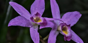 Za orchideami a krásami slovinského Pomurja