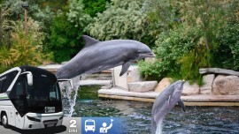 Show delfínov a ZOO v Norimbergu