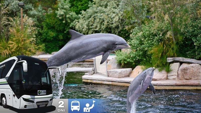 Show delfínov a ZOO v Norimbergu