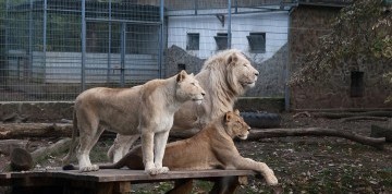 Zájazd do ZOO v Nyiregyháza