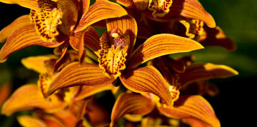 Za orchideami a krásami slovinského Pomurja