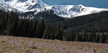 Kvitnúce krokusy v Chocholovskej doline a relax v termáloch