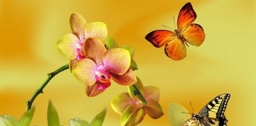 Výstava orchideí a prehliadka Viedne