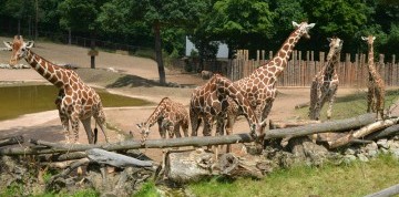 Zájazd do Brna s návštevou ZOO